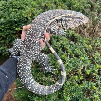 Argentine tegu for sale deals